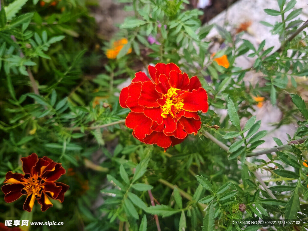鮮艷綻放的紅色萬壽菊