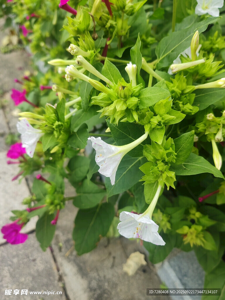 多彩花卉綻放于綠植間