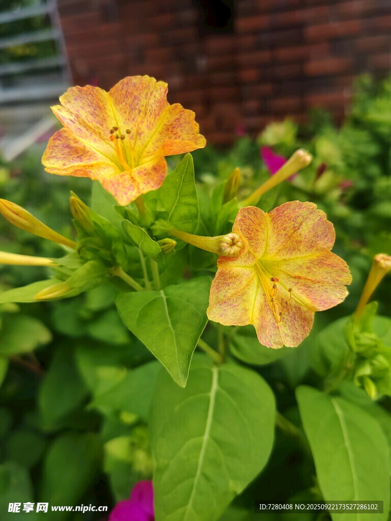 嬌艷綻放的多彩紫茉莉花