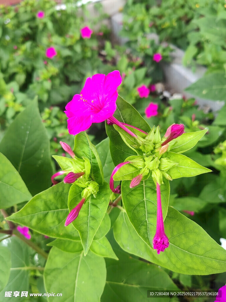 嬌艷紫茉莉綻放綠葉間