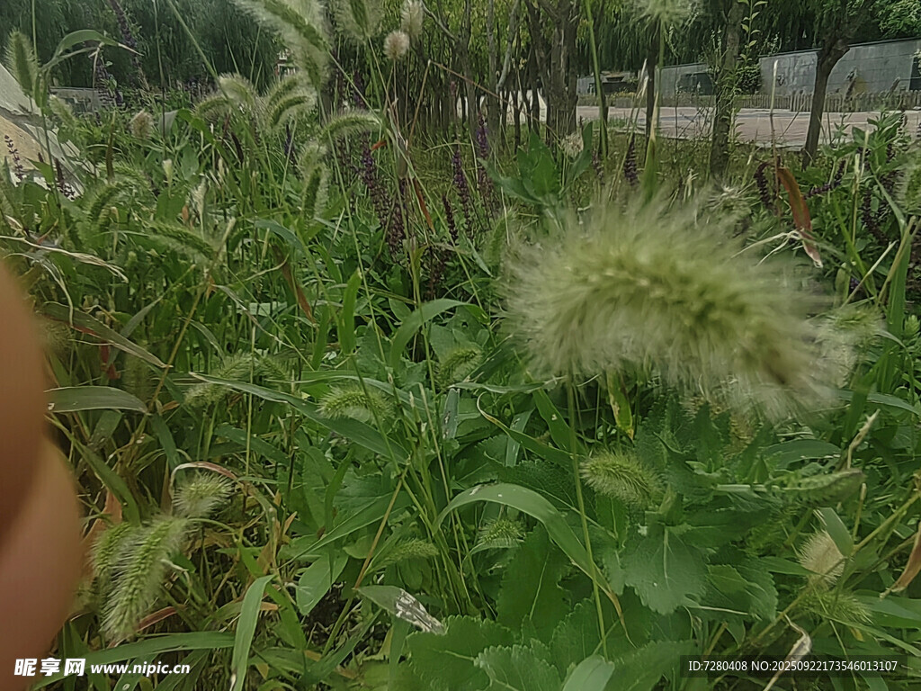 田野中的毛茸茸狗尾草