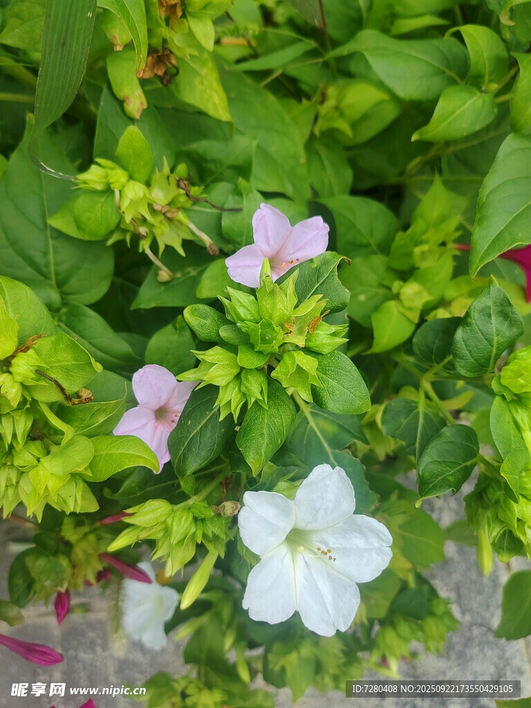 綠葉叢中的嬌艷花朵