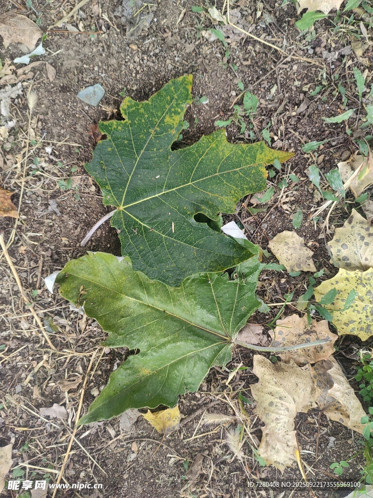 地面上的綠色楓葉