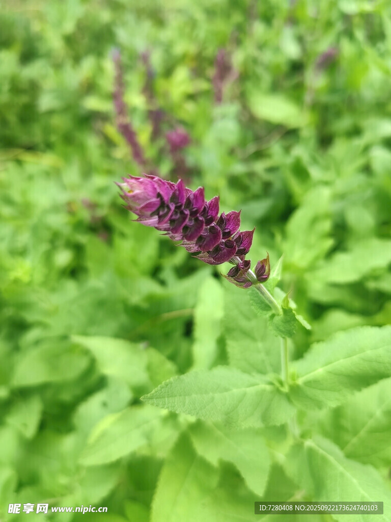 紫色鼠尾草綻放綠意間