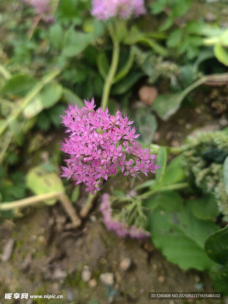 嬌艷綻放的紫色小花