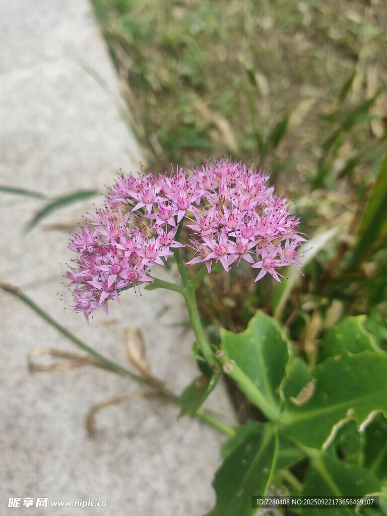 粉色小花綻放于綠葉間