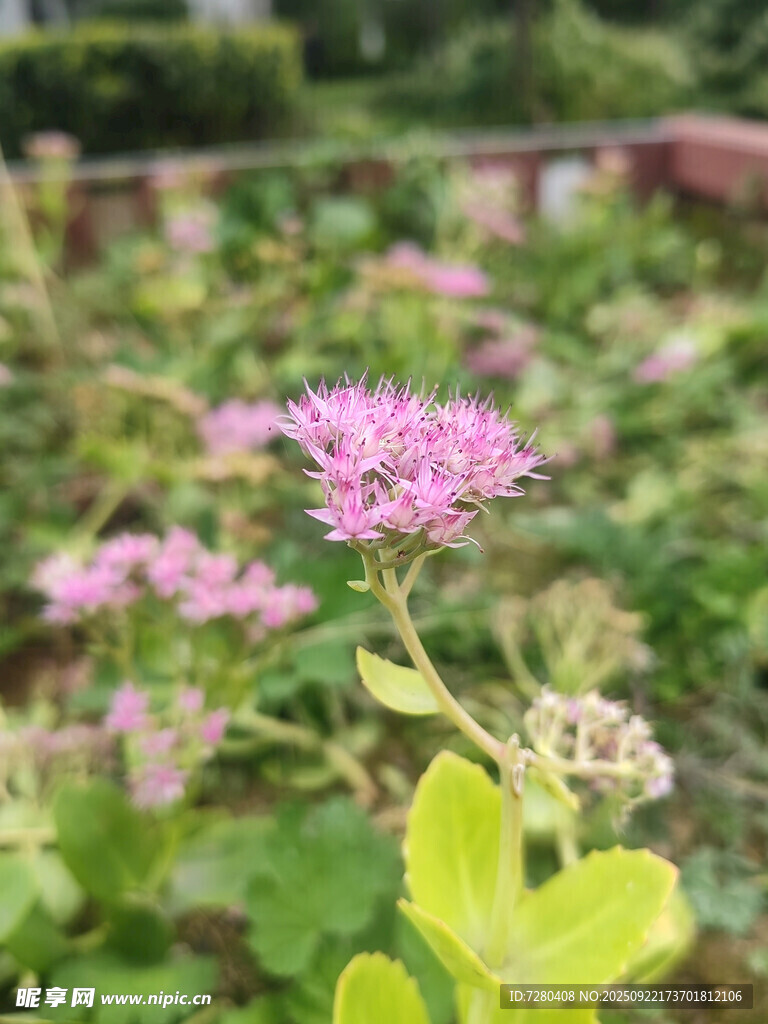 花園中綻放的粉色小花
