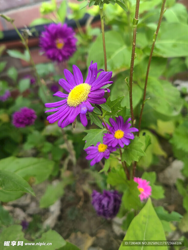 紫色小菊花綻放于綠葉間