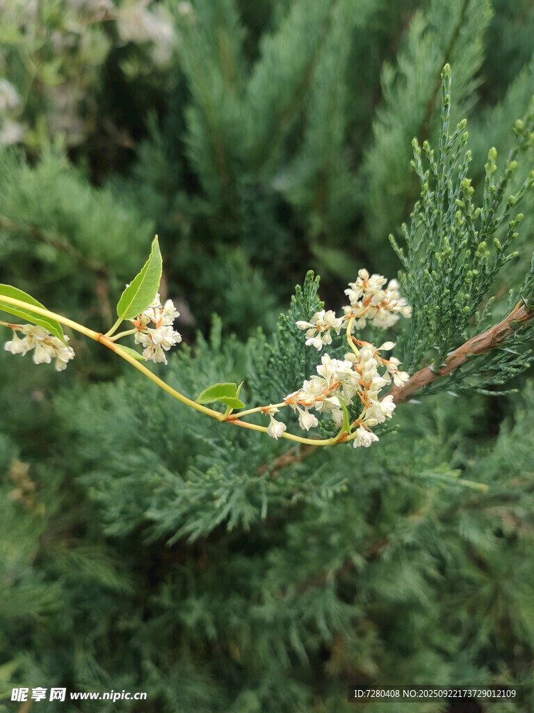 枝頭白花綻于綠植間