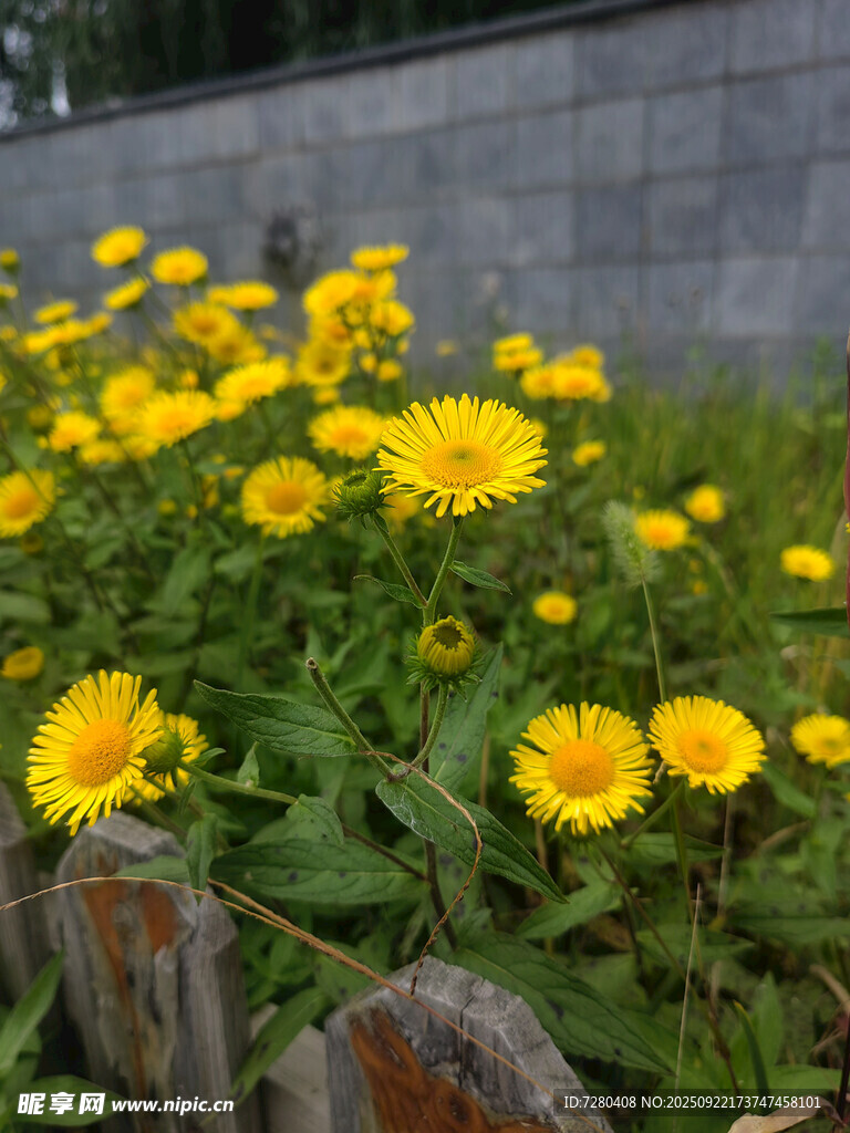 黃色小花綻放于綠植間
