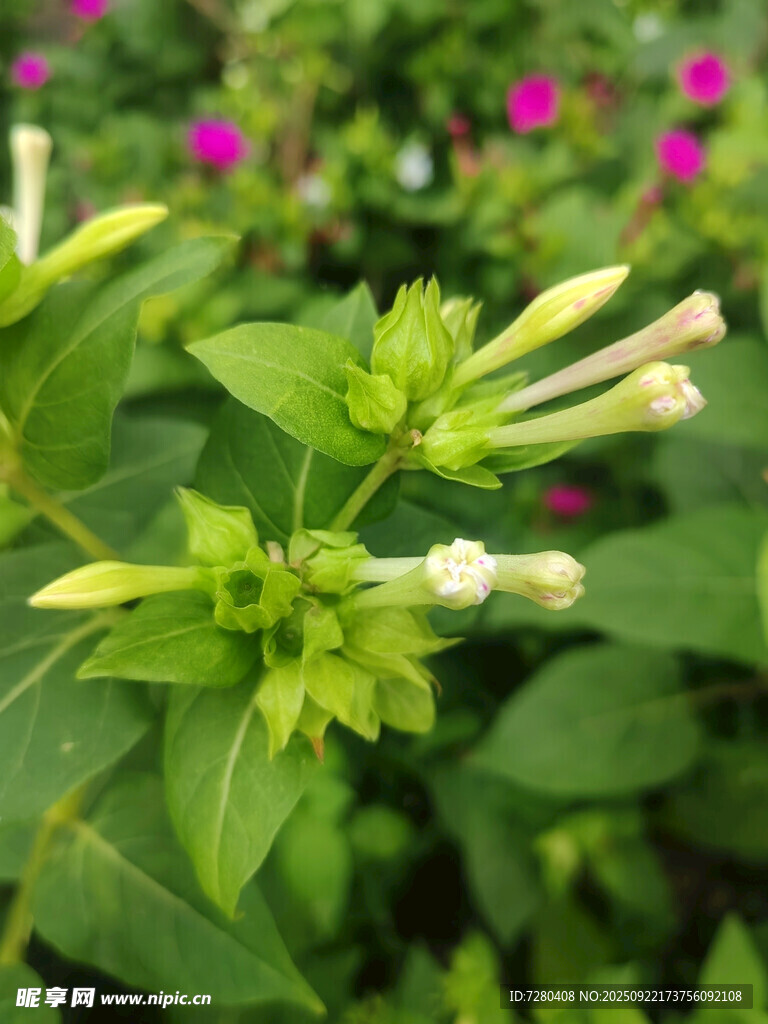 綠色叢中綻放的白色小花