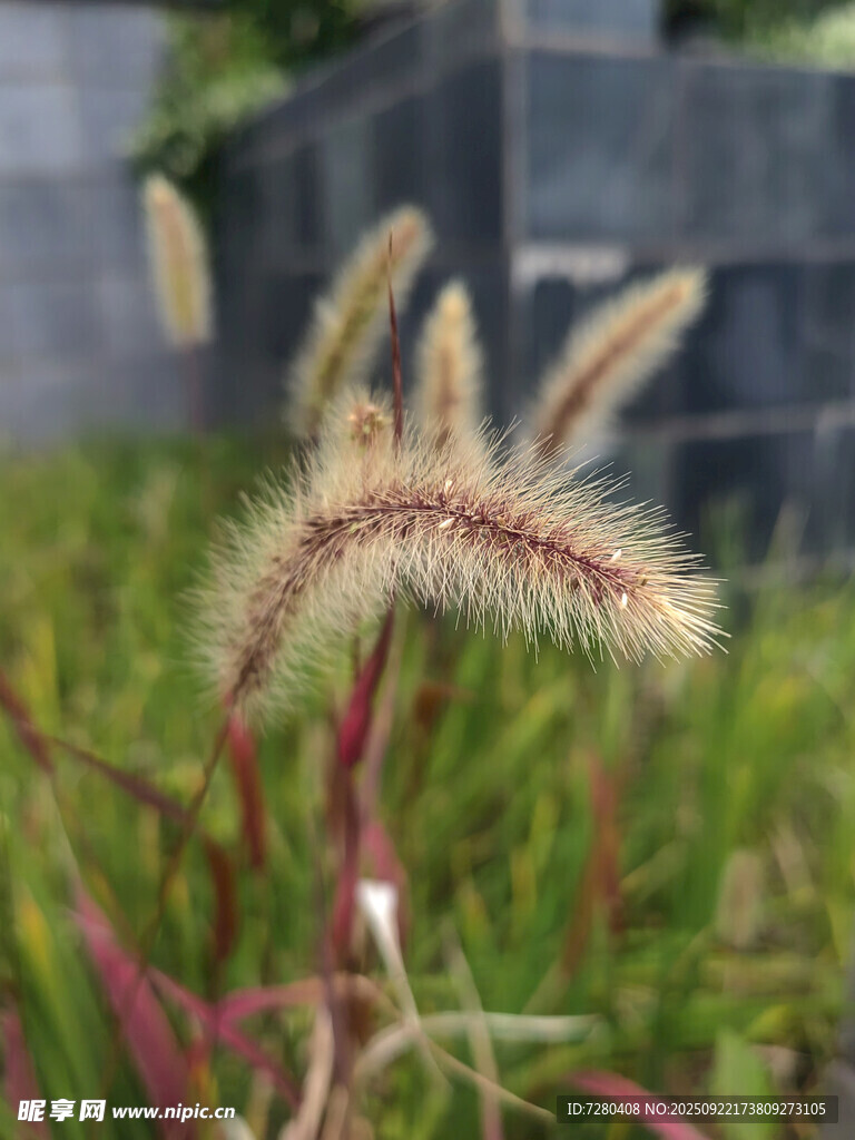 狗尾草特寫展現(xiàn)自然之美