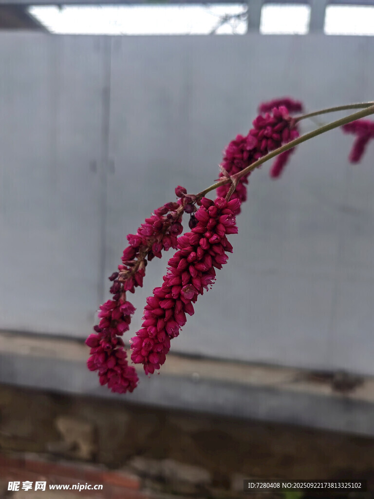 艷麗紅穗花特寫