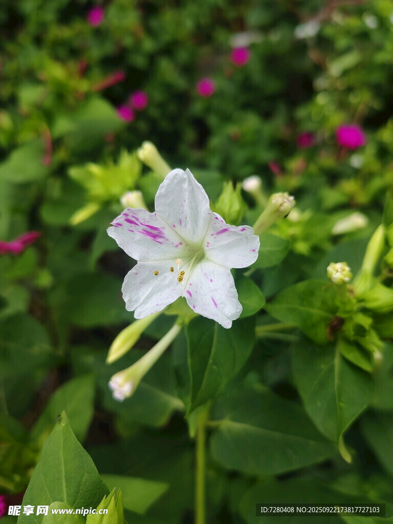 單朵白色帶紫斑花卉特寫