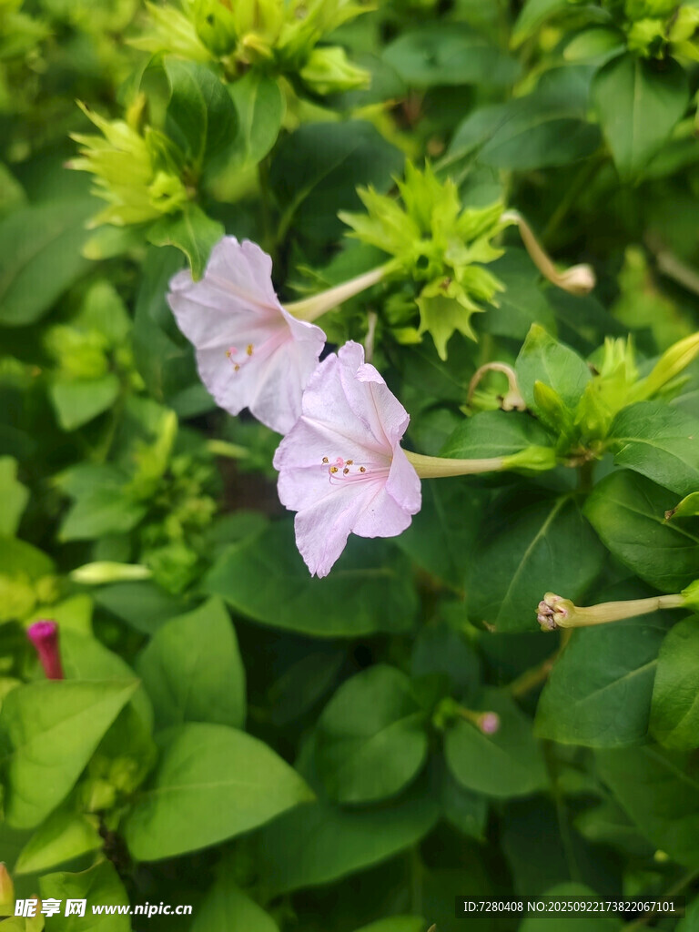綠葉叢中的淡紫色花朵