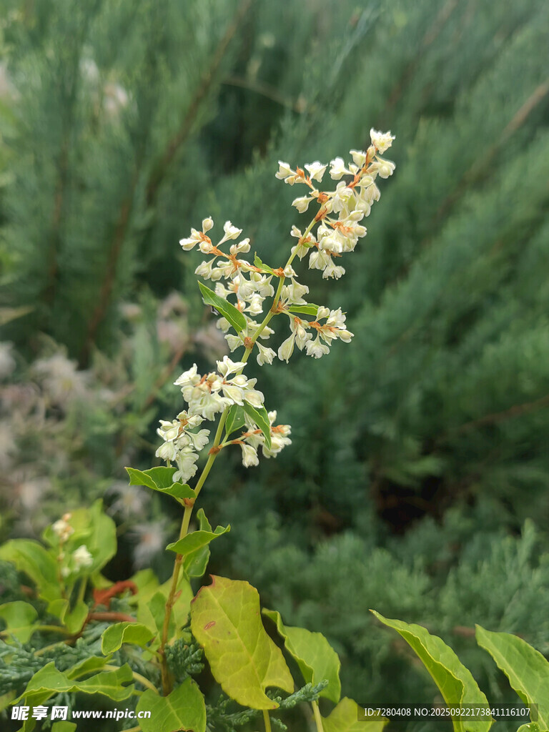 枝頭綻放的白色小花