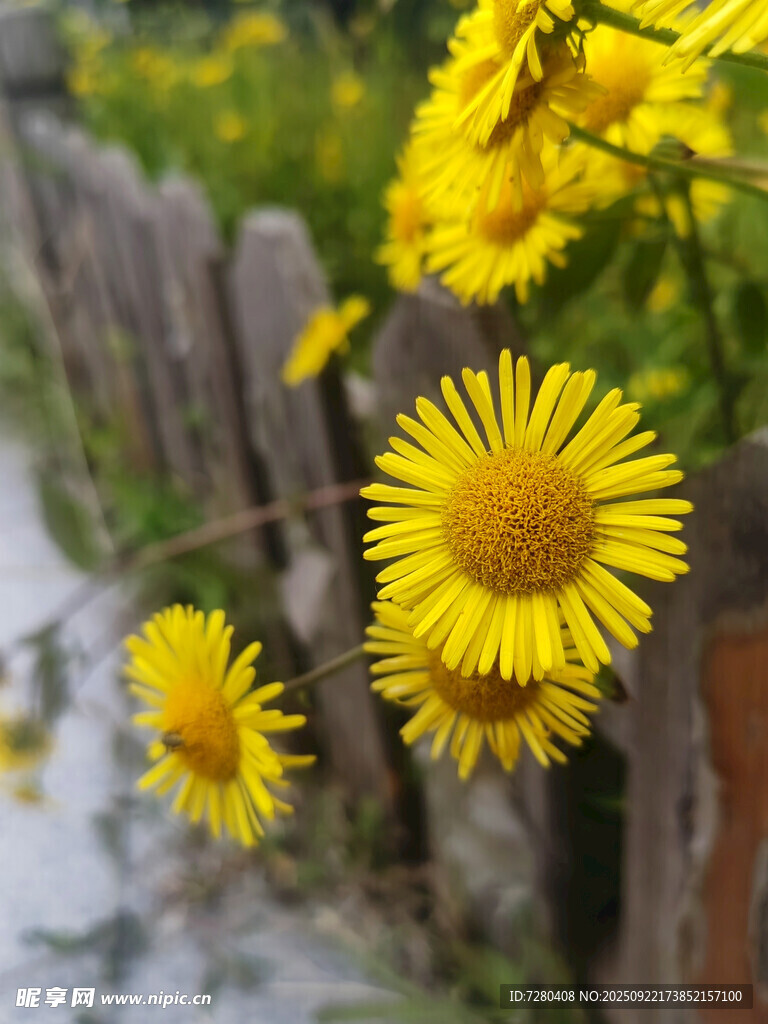 木柵欄旁綻放的黃色小花