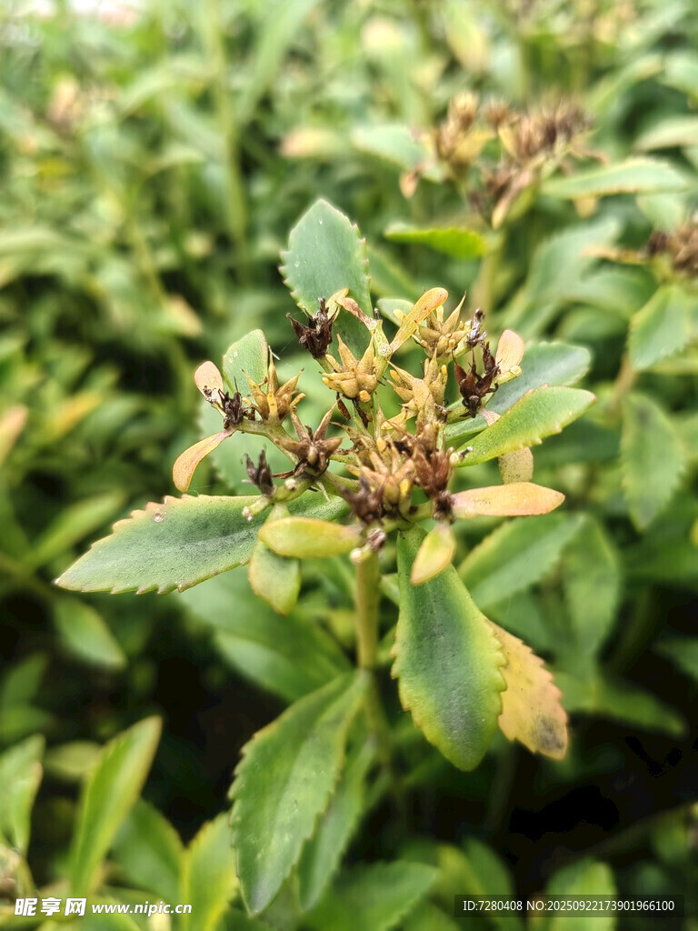 綠葉間的多彩植物