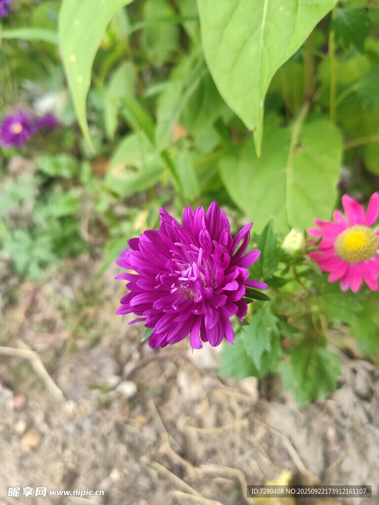 嬌艷紫菊綻放綠葉間