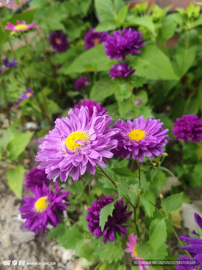 紫色菊花綻放綠葉間