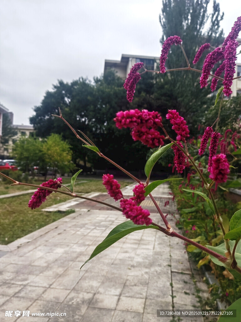 小徑旁盛開的艷麗花卉