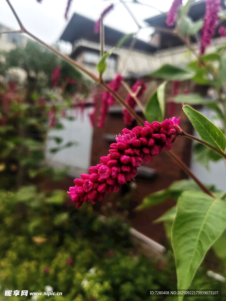 艷麗紅穗花綻放于綠植間