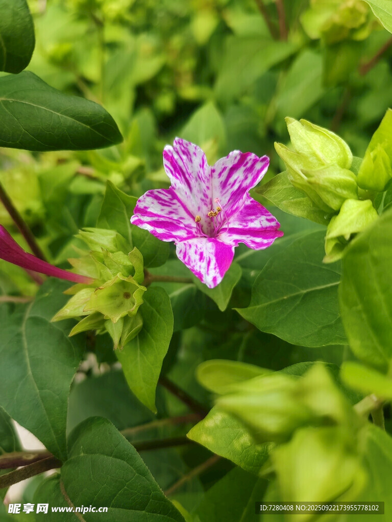 嬌艷紫花綻放綠葉間