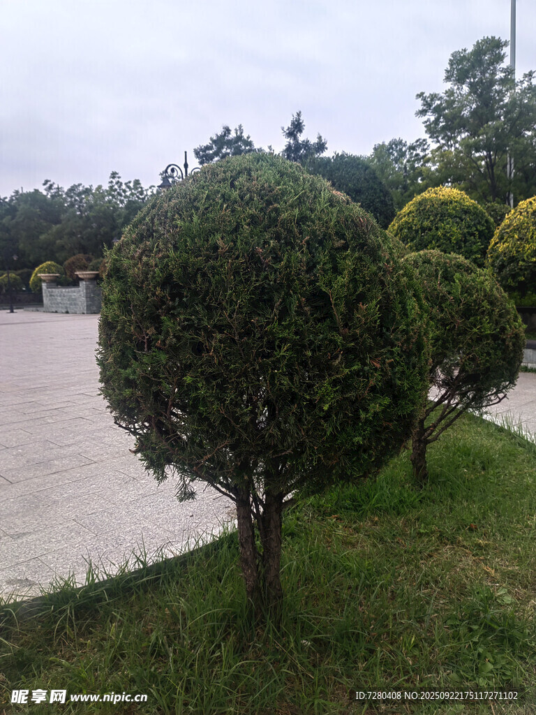路邊修剪整齊的球形灌木