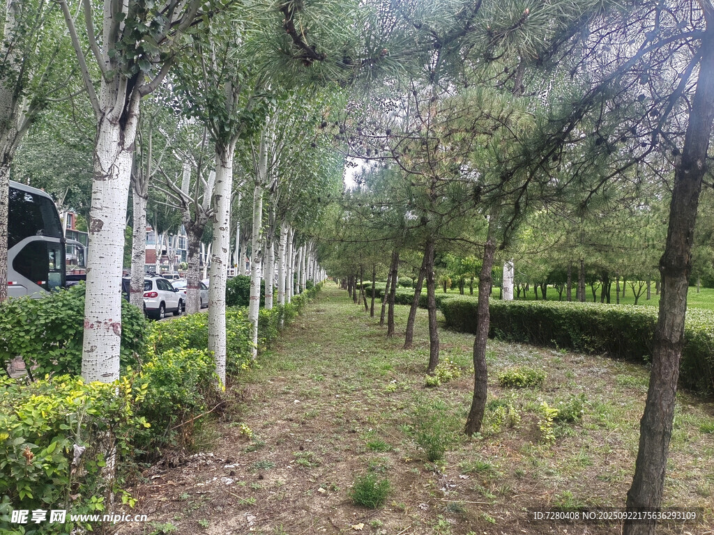 林間小徑綠植環(huán)繞景致美