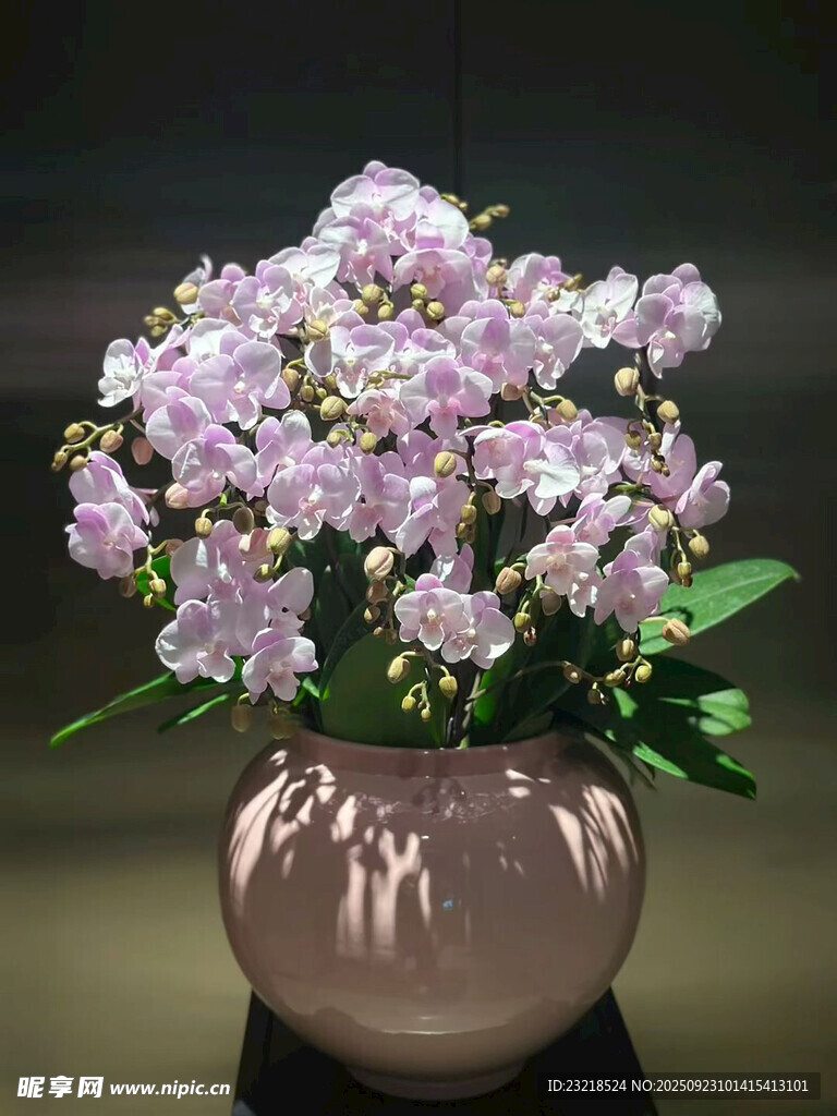 蝴蝶蘭