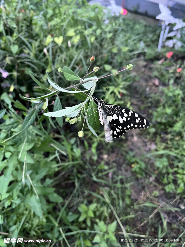 花蝴蝶