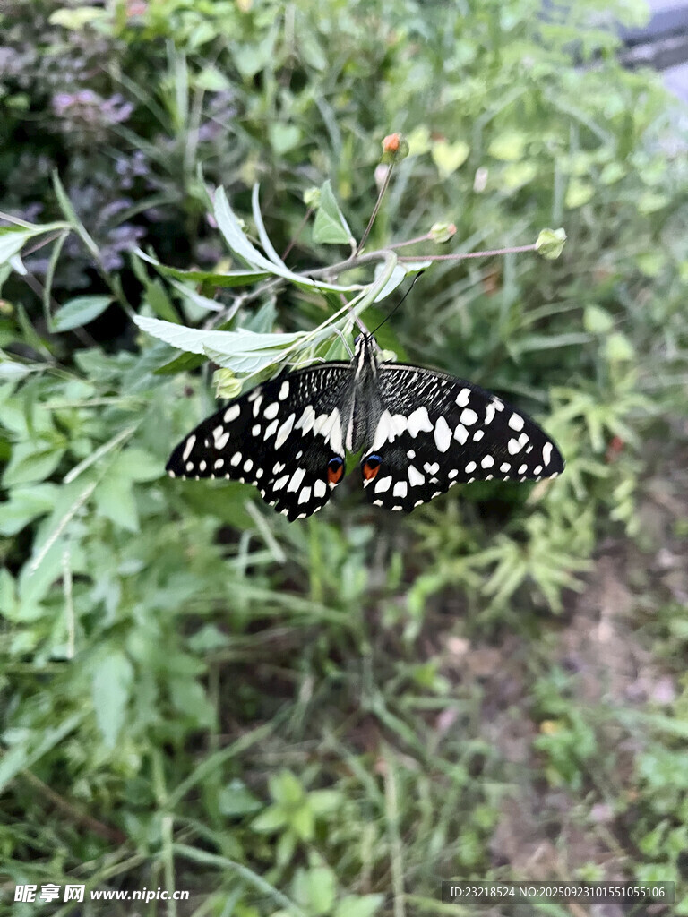 蝴蝶