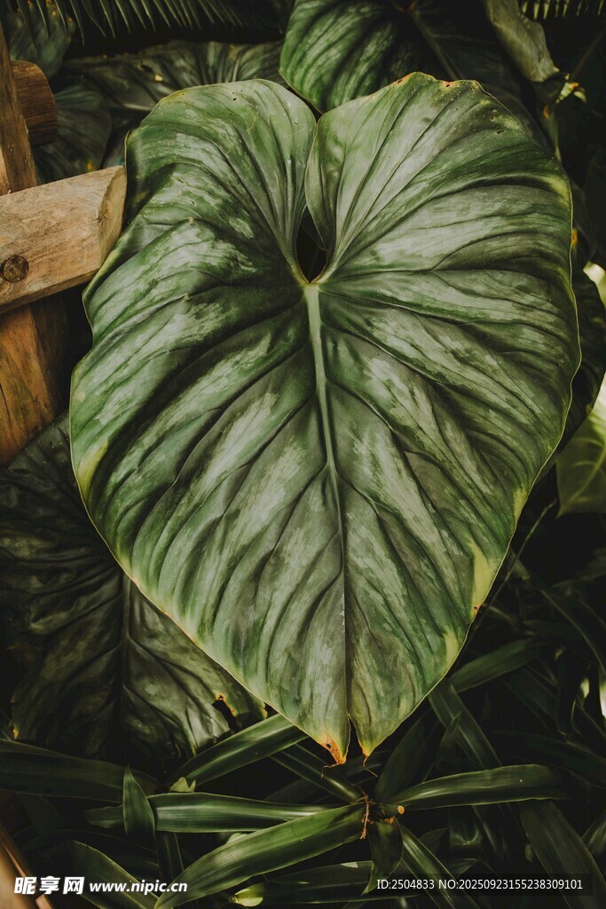 心形綠植葉片特寫