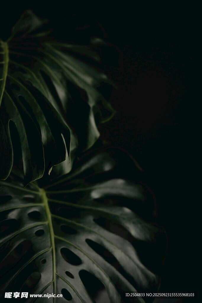 深背景下的龜背竹葉