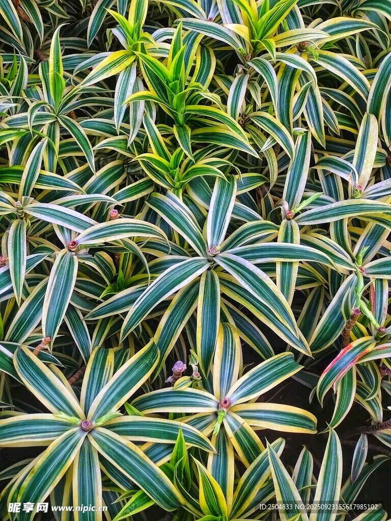 斑斕條紋葉片植物特寫