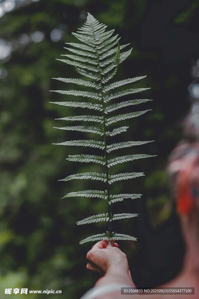 手持翠綠蕨類葉片特寫