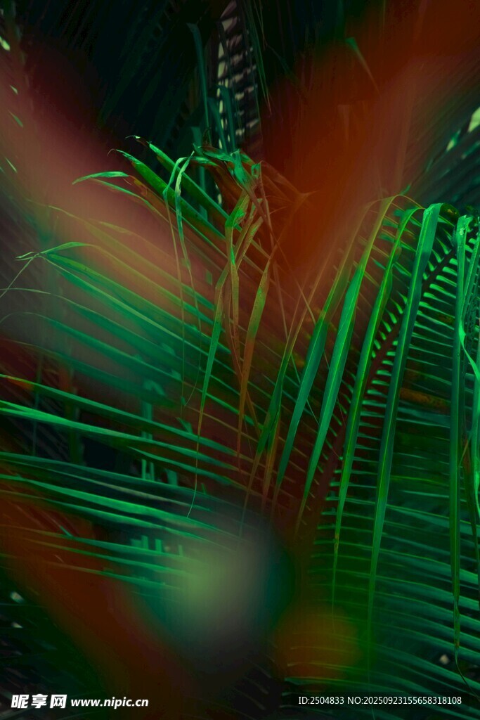 夢幻炫彩的植物光影世界