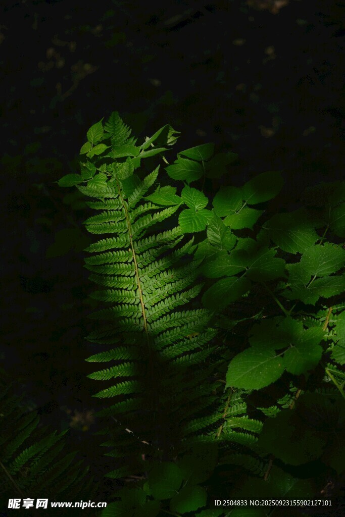 翠綠蕨類植物的神秘姿態(tài)