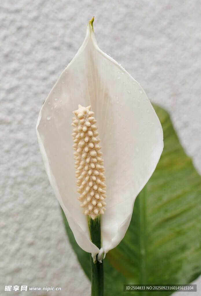 優(yōu)雅白掌特寫