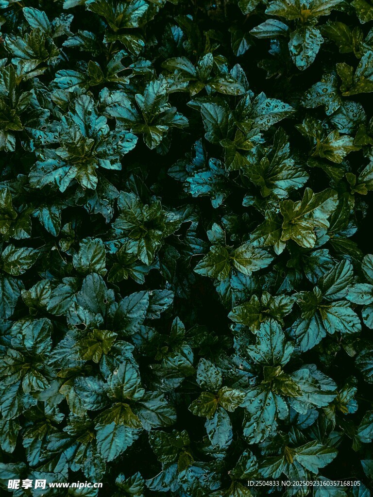 茂密綠葉植物景觀