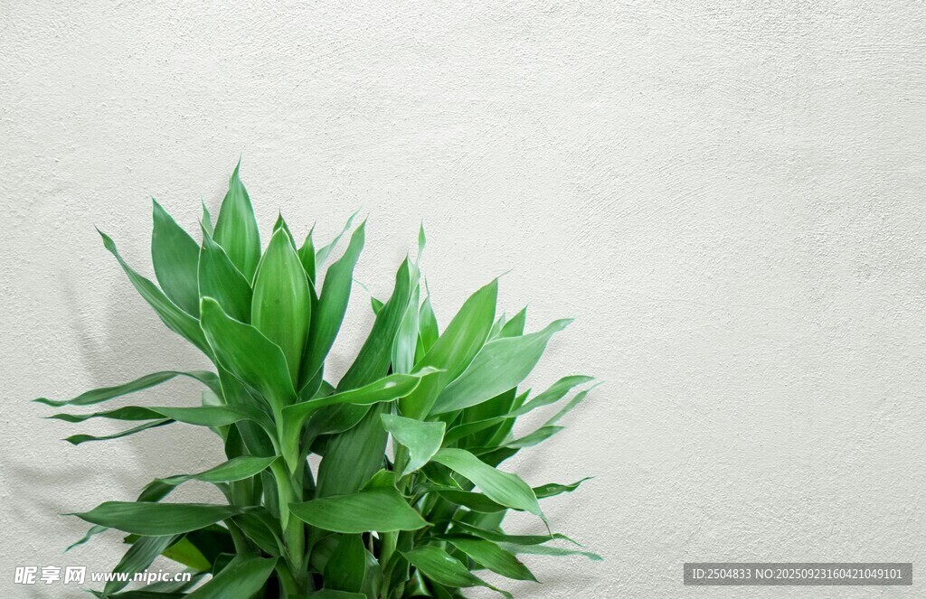 翠綠清新室內(nèi)綠植特寫