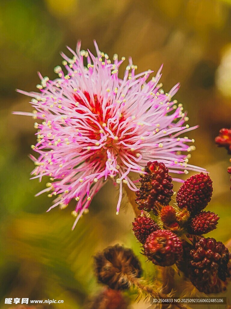 粉色絨花與黑果植物特寫