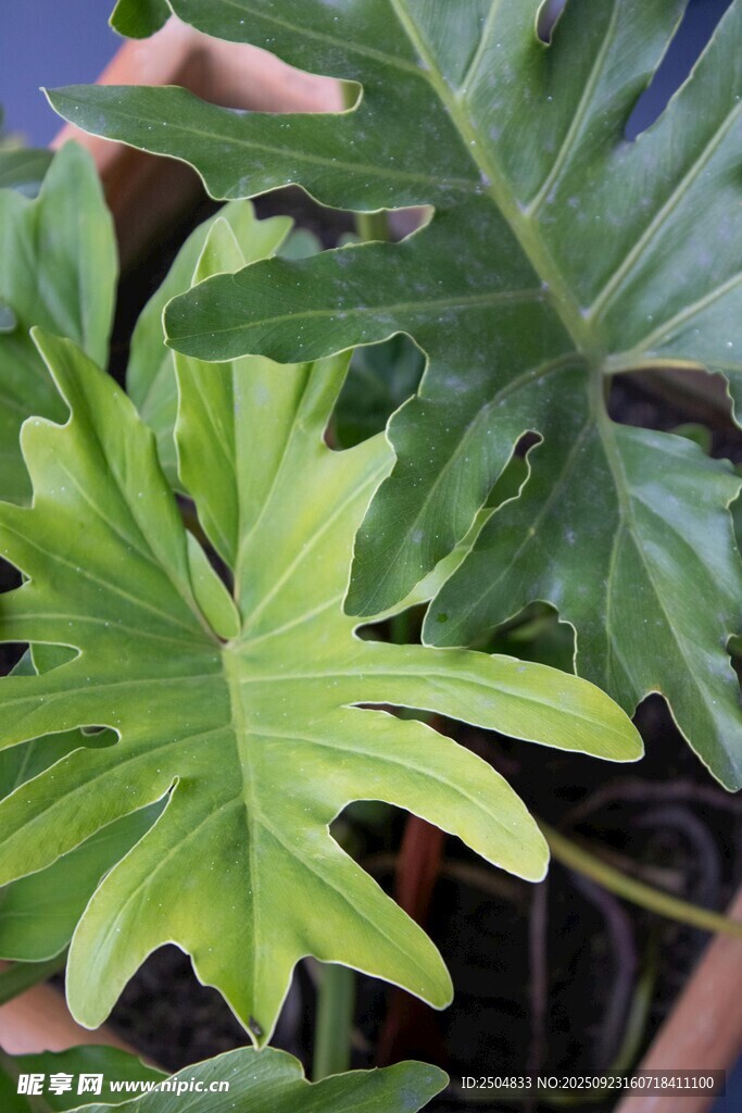 翠綠室內(nèi)觀葉植物特寫