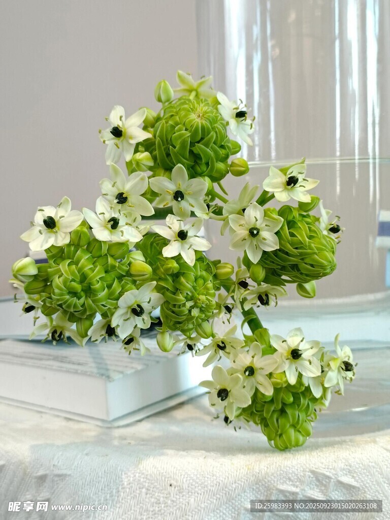 白色花束