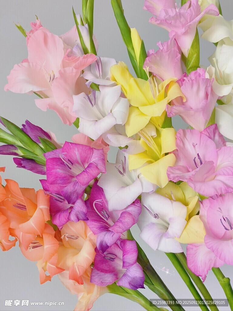 唐菖蒲花