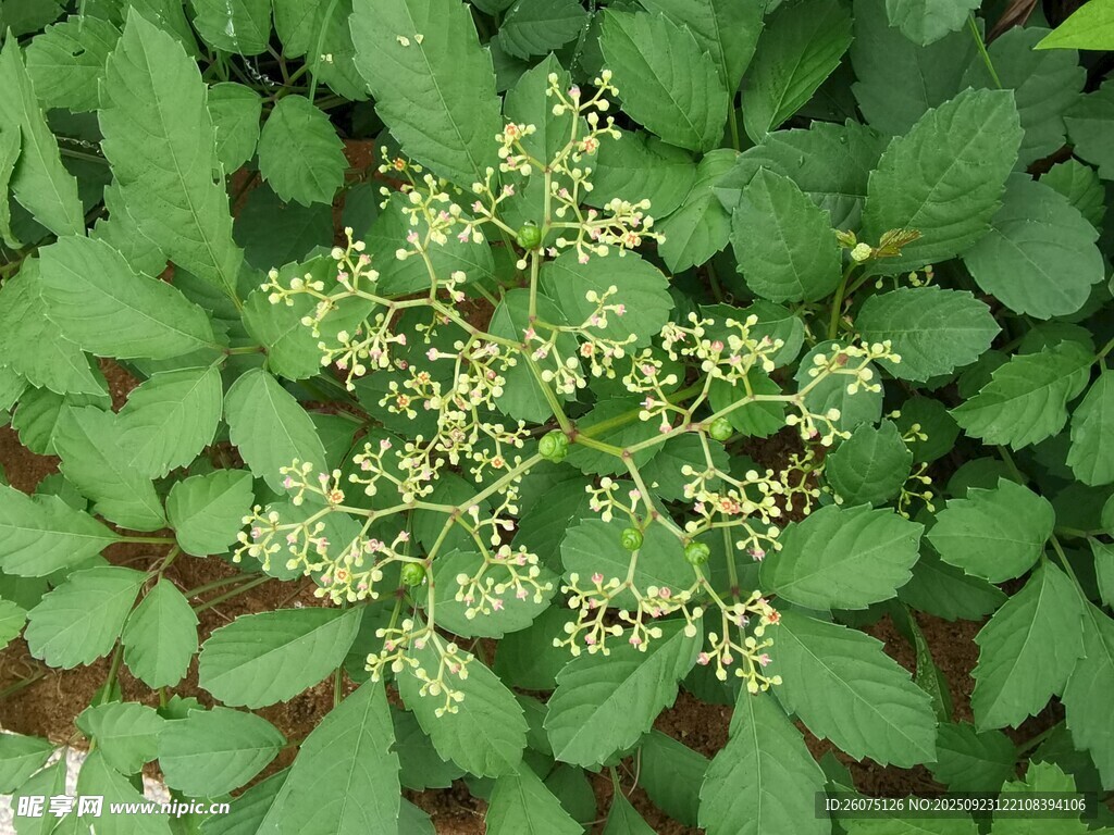 綠葉間的小花簇