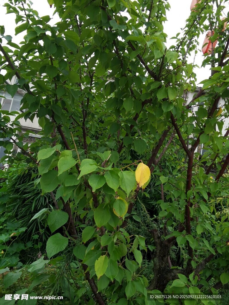 綠葉叢中一抹黃