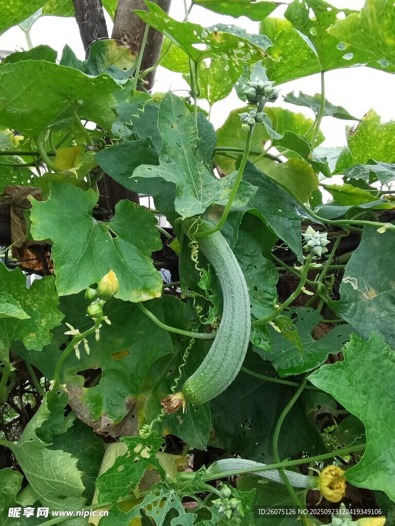 藤蔓上的鮮嫩絲瓜