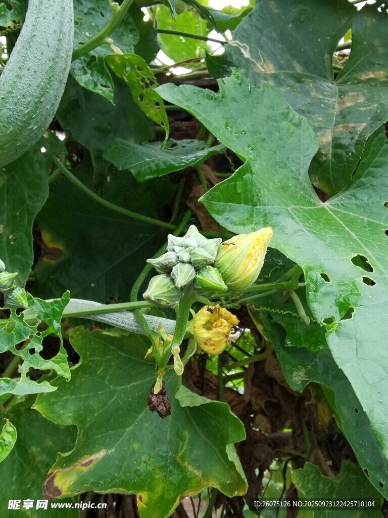 黃瓜植株上的花朵與幼瓜