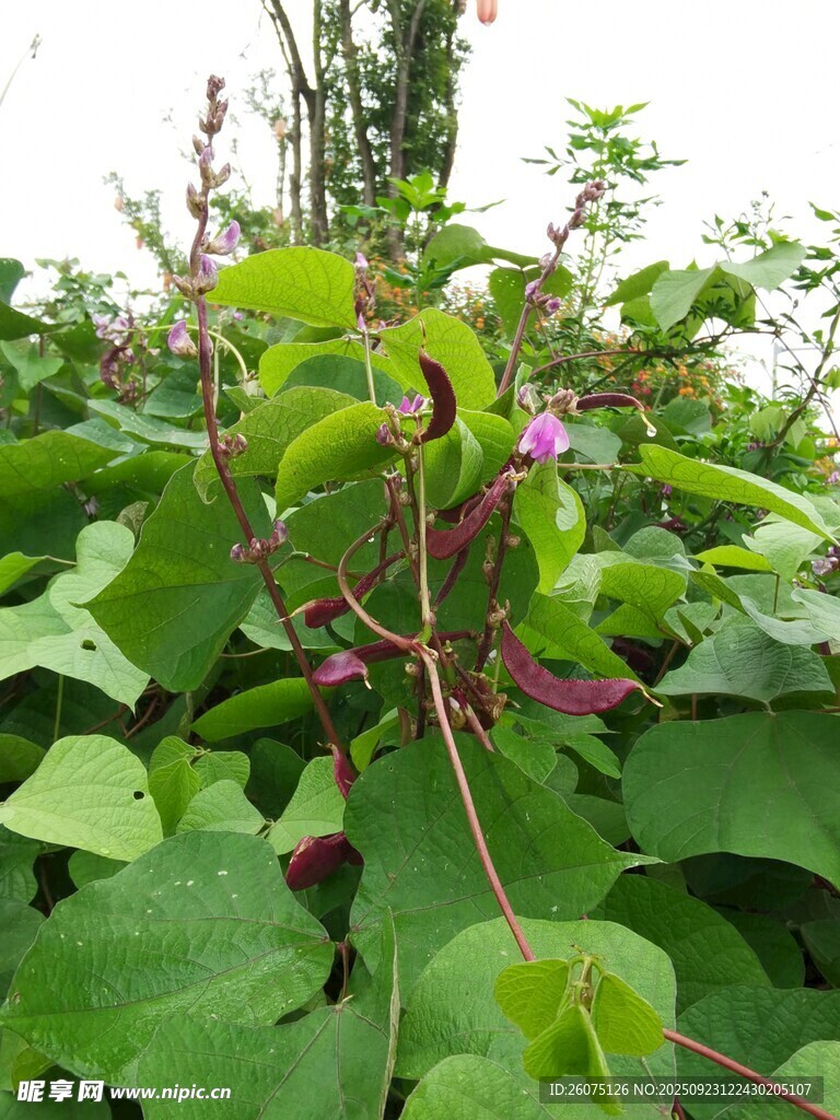 綠葉間綻放的紫色豆角花